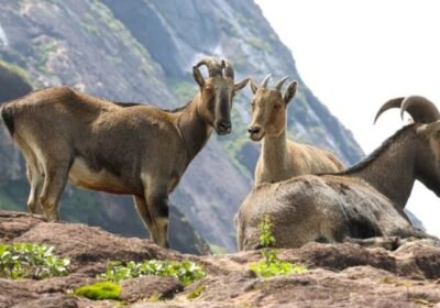 Munnar Cab Service: The Perfect 2 Days Itinerary for Your Hill Station Getaway
